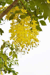 Low angle view of yellow leaves against sky