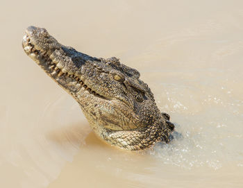 Close-up of crocodile in a lake