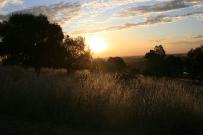 Silhouette of trees on field at sunset