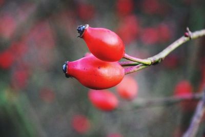 Close-up of cherries