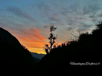 Silhouette of trees at sunset