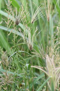 Close-up of fresh green plant