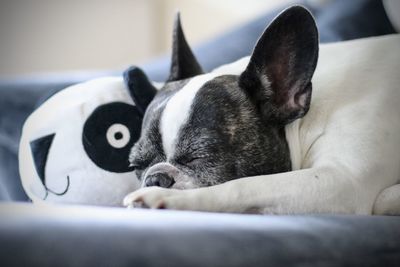 Close-up of a dog resting on bed