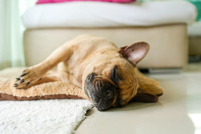 Close-up of dog sitting on sofa at home