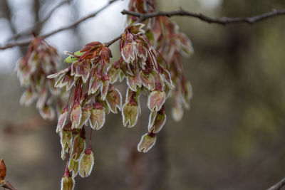 Close-up of cherry blossoms in spring