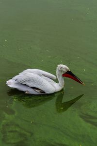 Bird on lake