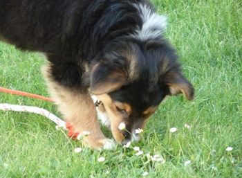 Close-up of dog on grass