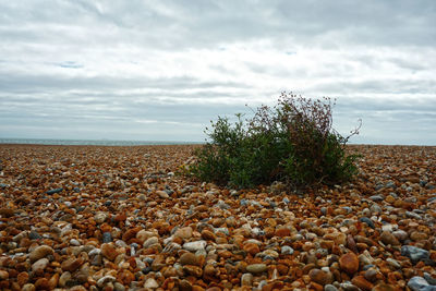 Surface level of pebbles on shore against sky