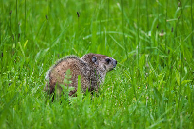 Close-up of an animal on grass