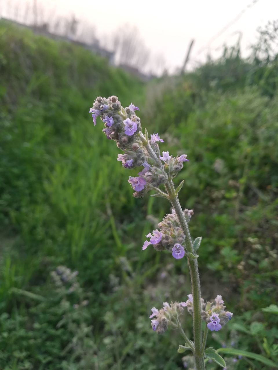 CLOSE-UP OF PURPLE FLOWERS ON FIELD