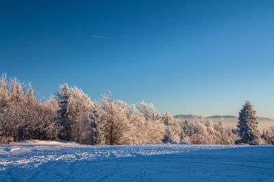 Trees on snow against sky