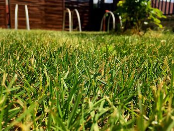 Surface level of grassy field