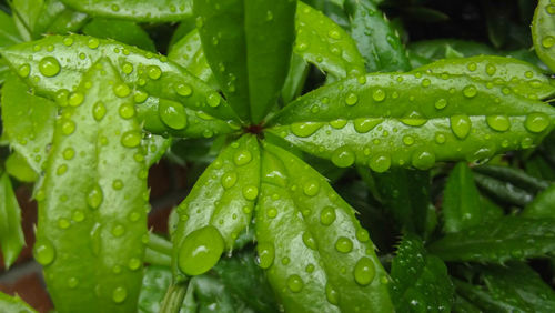 Close-up of water drops on leaves