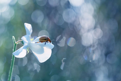 Close-up of bee pollinating flower