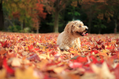 Surface level of dog lying on autumn leaves