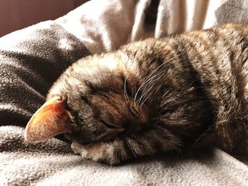 Close-up of cat relaxing