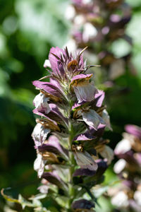 Close-up of pink flowering plant