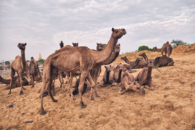 Panoramic view of people