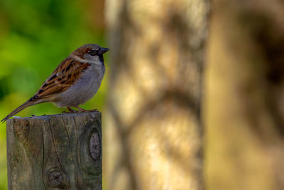 Close-up of bird perching on wooden post