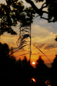 Close-up of silhouette plant against sunset sky
