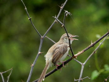 Close-up of bird perching on tree