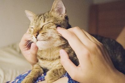 Close-up of hand holding kitten sitting at home