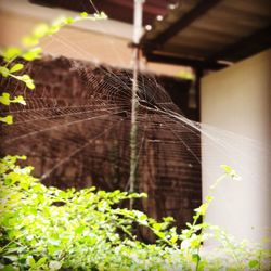 Close-up of spider web on plant