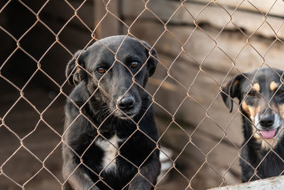 Close-up of dog seen through chainlink fence