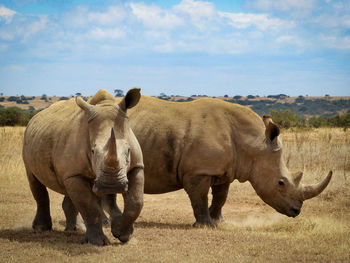 Rhinos in africa 