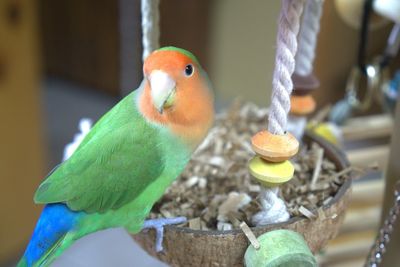 Close-up of parrot perching in cage