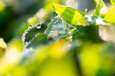 Close-up of water drops on plant