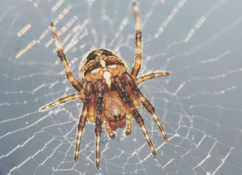 Close-up of spider