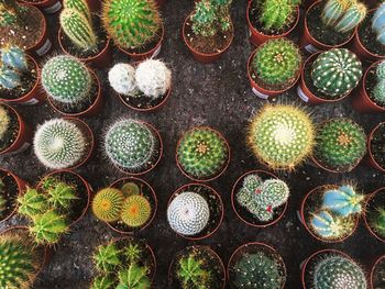 High angle view of potted plants