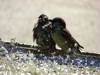 View of birds perching on the water