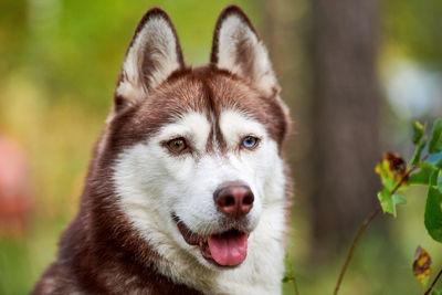 Purebred siberian husky dog sticking out tongue, blurred green natural background