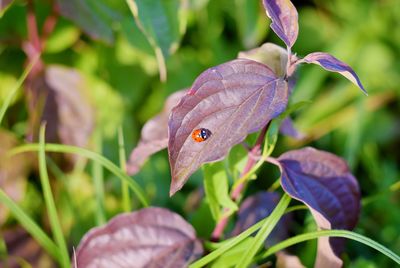 Close-up of butterfly on flower