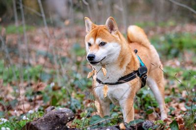 Close-up of dog on field