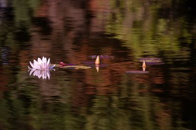 Lotus floating on water in lake