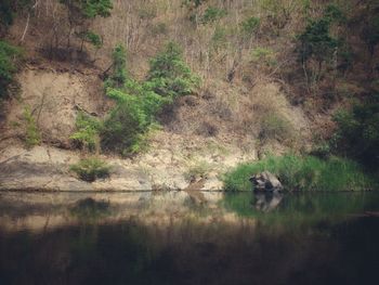 Scenic view of lake in forest