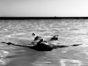 Close-up of ducks swimming in sea against sky