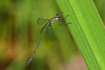 Close-up of insect on plant