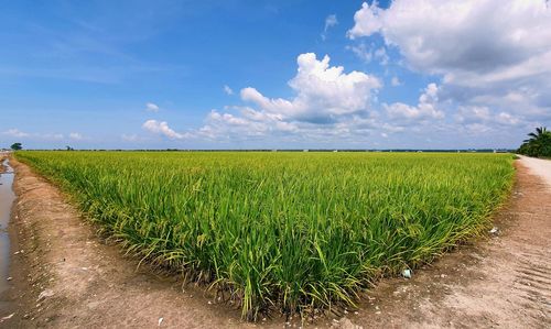 Scenic view of agricultural field against sky