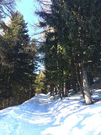 Trees in forest during winter