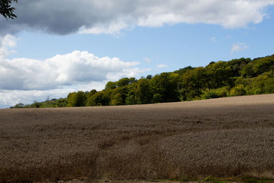 Trees on field against sky