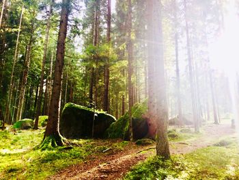 Trees in forest