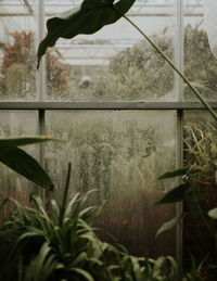 Close-up of plants in greenhouse