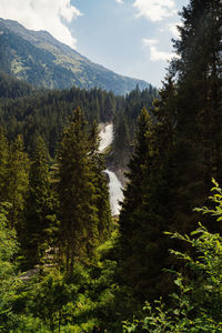 Scenic view of pine trees and mountains against sky