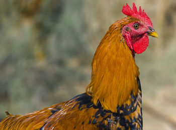 Close-up of rooster