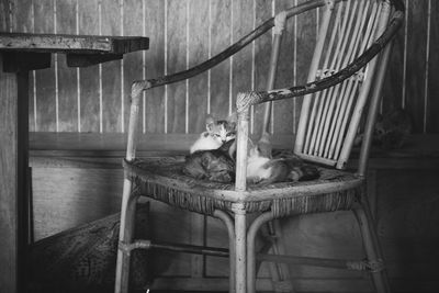Cat relaxing on floor