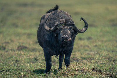 Buffalo standing on field